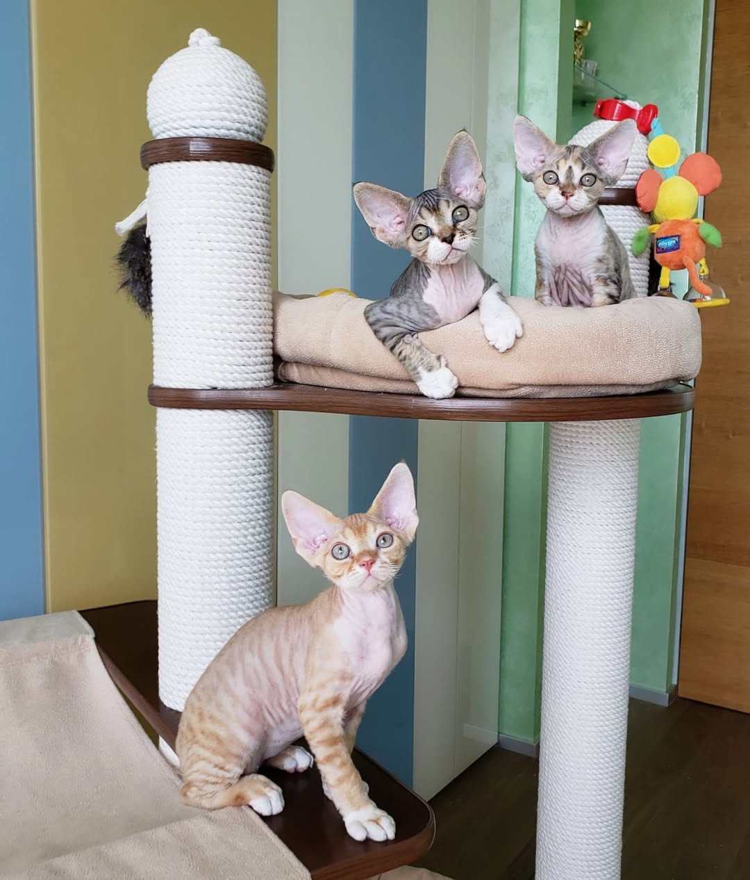Devon Rex Kittens in loving home environment